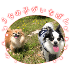[LINEスタンプ] ウチの子がいちばん
