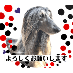 [LINEスタンプ] アフガンハウンドの日常スタンプ