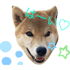 [LINEスタンプ] Animal 国