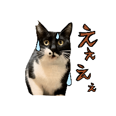 [LINEスタンプ] 【日本ネコスク】