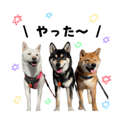 [LINEスタンプ] 3柴＊こてむぎこじの画像（メイン）