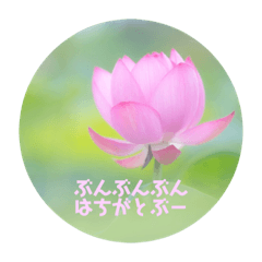 [LINEスタンプ] 癒しのおはなたち