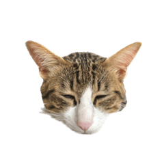 [LINEスタンプ] うちのねこのむぎ