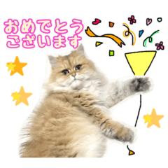 [LINEスタンプ] チンチラペルシャのひまり Part:3 丁寧ver