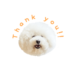[LINEスタンプ] ビションフリーゼもこぴ