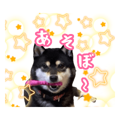 [LINEスタンプ] 柴犬の日常②