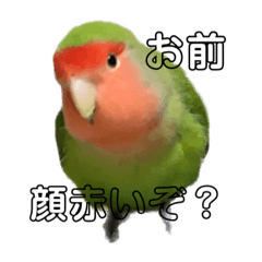 [LINEスタンプ] うちのbirdたち