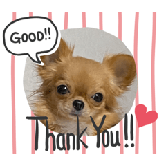 [LINEスタンプ] 翔モアかいとのスタンプ