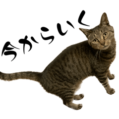 [LINEスタンプ] きじとらねこの日常スタンプ2