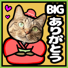 [LINEスタンプ] 猫キジトラBIGスタンプ4