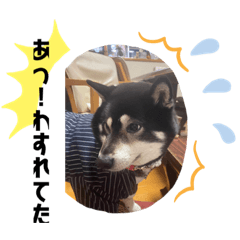 [LINEスタンプ] 仲良し柴犬8