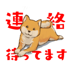 [LINEスタンプ] メッセージ犬（柴犬）