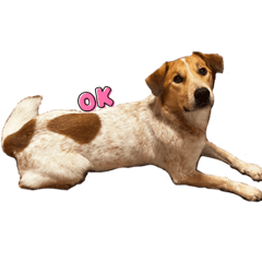 [LINEスタンプ] taiyuuu！！！3