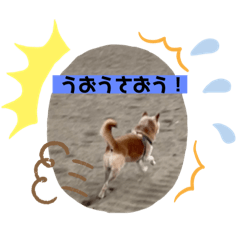 [LINEスタンプ] 仲良し柴犬9