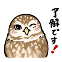 [LINEスタンプ] ゆるっとコキンメフクロウ