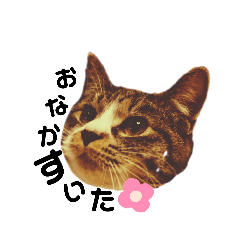 [LINEスタンプ] 猫は正義♪【seasonゆん】