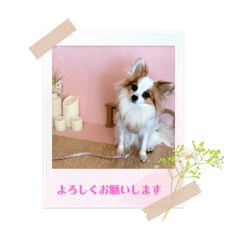 [LINEスタンプ] パピヨンのぴのちゃんのスタンプ♡9