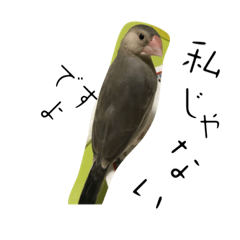 [LINEスタンプ] 桜文鳥わすけヒナわす時代の画像（メイン）