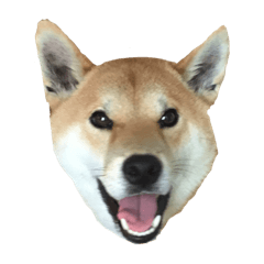 [LINEスタンプ] きつねよりの犬
