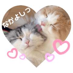 [LINEスタンプ] りりとぽぽ仲良し姉妹猫スタンプの画像（メイン）