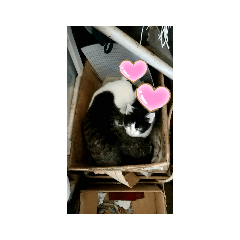 [LINEスタンプ] 猫と雪だるまと友達になろうとしてる猫
