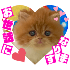 [LINEスタンプ] ねこまーち まるまるレッドちゃん