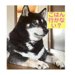 [LINEスタンプ] 仲良し柴犬14