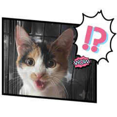 [LINEスタンプ] まゆことうしお、ときどきぽるがいます。