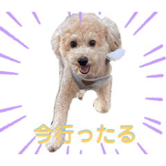 [LINEスタンプ] ウピの日常