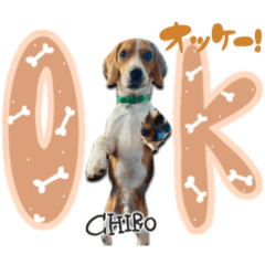 [LINEスタンプ] chiroさん