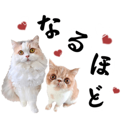 [LINEスタンプ] ベティ＆わちゃまる