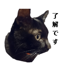 [LINEスタンプ] 猫は正義♪【Seasonみみみ】