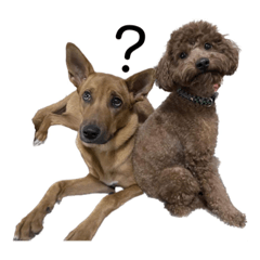 [LINEスタンプ] タイの犬とトイプードル2