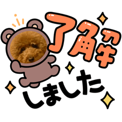 [LINEスタンプ] トイプーみんとのスタンプ