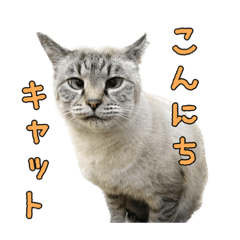 [LINEスタンプ] こんにちキャットです！