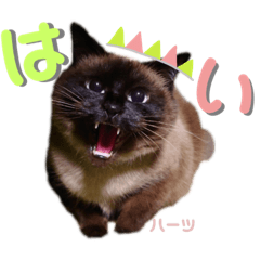 [LINEスタンプ] ハーツ保護猫シェルター支援・相づちと挨拶