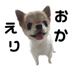 [LINEスタンプ] チワワのちゃんまる