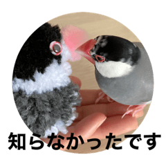 [LINEスタンプ] 桜文鳥わすけライトビジネスわす