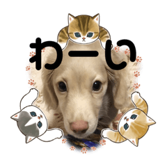 [LINEスタンプ] 東 奈蝶の可愛いチビワンコスタンプ❣️