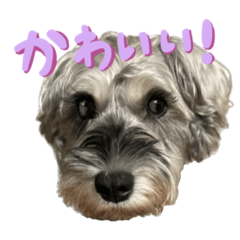 [LINEスタンプ] ぱむスタンプ①