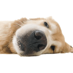 [LINEスタンプ] 柴犬とゴールデン