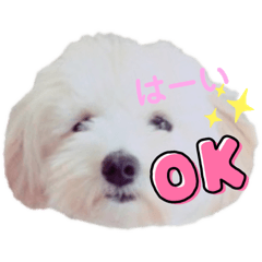 [LINEスタンプ] ミックス犬 もかちゃん3 実写スタンプ いぬ