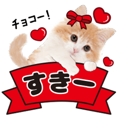 [LINEスタンプ] かわいい猫♡好きを伝える♡ずっと使えるの画像（メイン）
