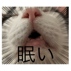 [LINEスタンプ] ハチワレ 白黒 ねこ