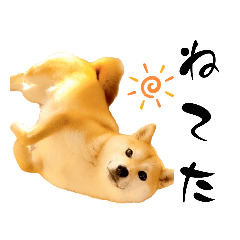 [LINEスタンプ] 柴犬ももスタンプ～日常会話～