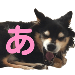[LINEスタンプ] 犬のぬい あいうえお①