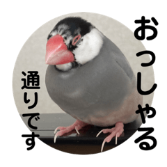 [LINEスタンプ] 桜文鳥わすけ かしこまりわす