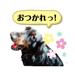 [LINEスタンプ] 犬は正義【Seasonわん】