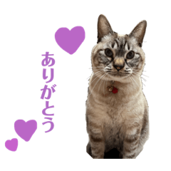 [LINEスタンプ] コロちゃんスタンプ✧*