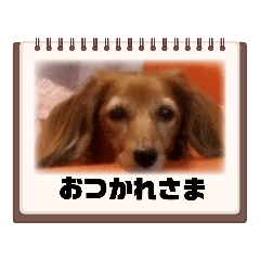 [LINEスタンプ] メイちゃんのお友達2